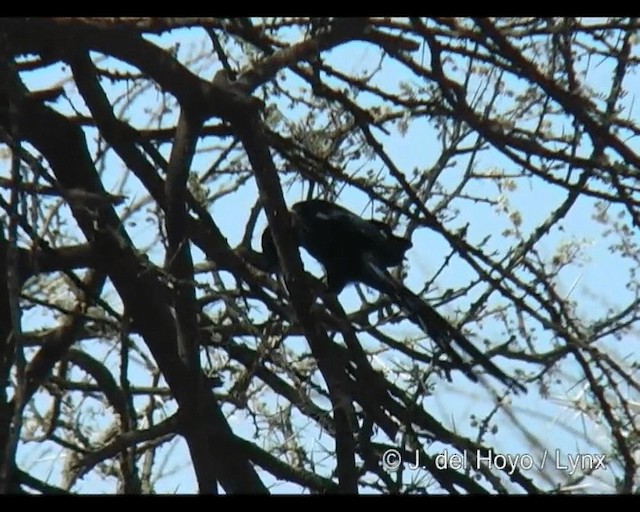 Black-billed Woodhoopoe - ML201314281