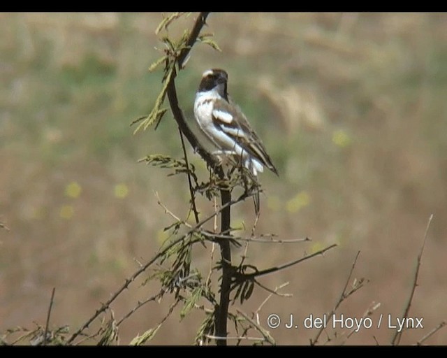 Tejedor Gorrión Cejiblanco (melanorhynchus) - ML201314291