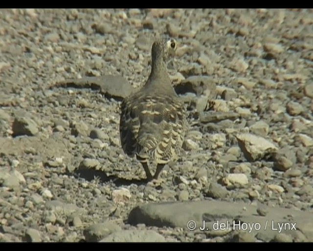 Lichtenstein's Sandgrouse (Lichtenstein's) - ML201314311