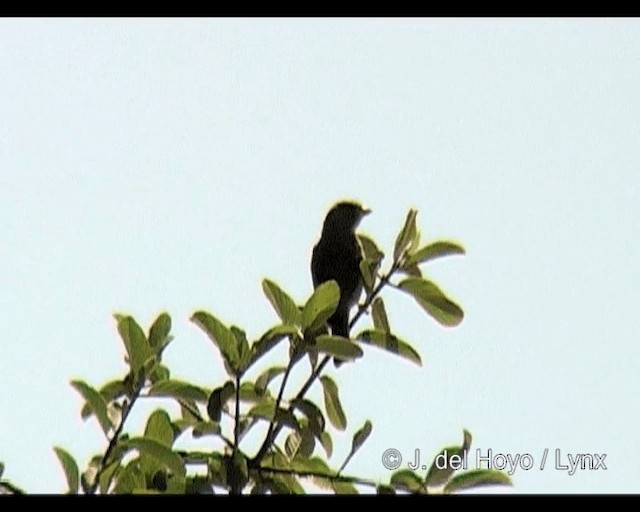 Yellow-throated Serin - ML201314331