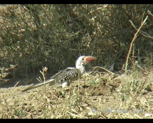 Northern Red-billed Hornbill - ML201314361