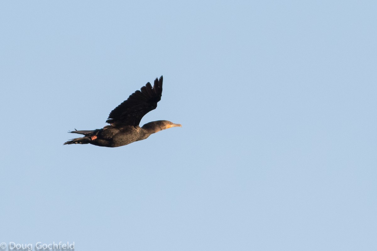 Double-crested Cormorant - ML20131441