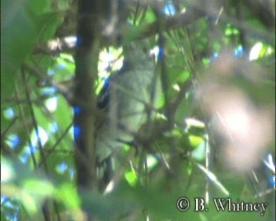 Planalto Slaty-Antshrike - ML201314411