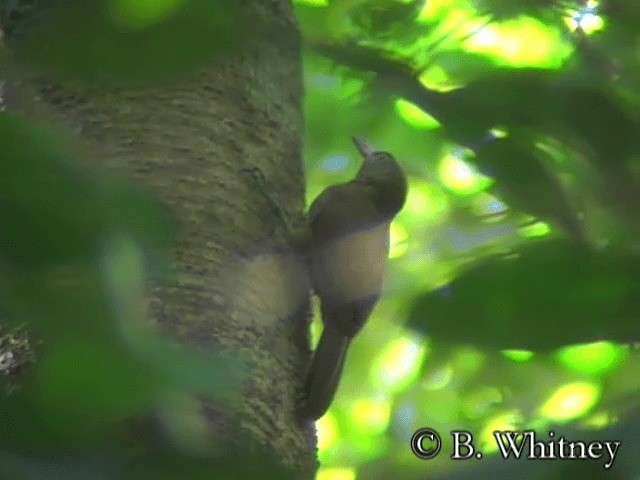 Uniform Woodcreeper (Uniform) - ML201314451