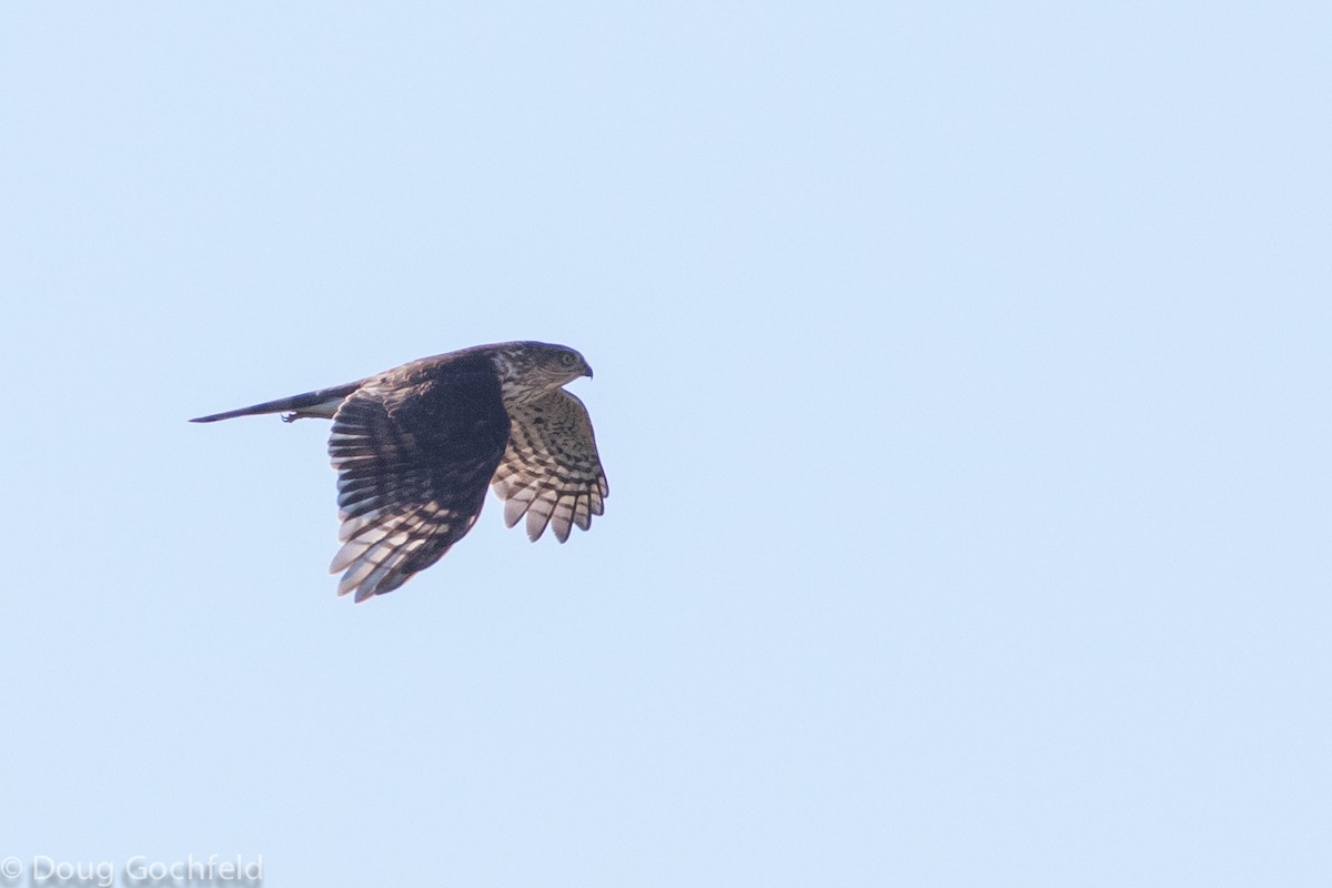 Sharp-shinned Hawk - Doug Gochfeld