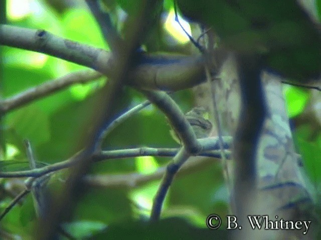 Golden-crowned Spadebill - ML201314511
