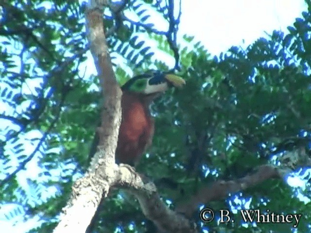 Toucanet de Gould - ML201314521