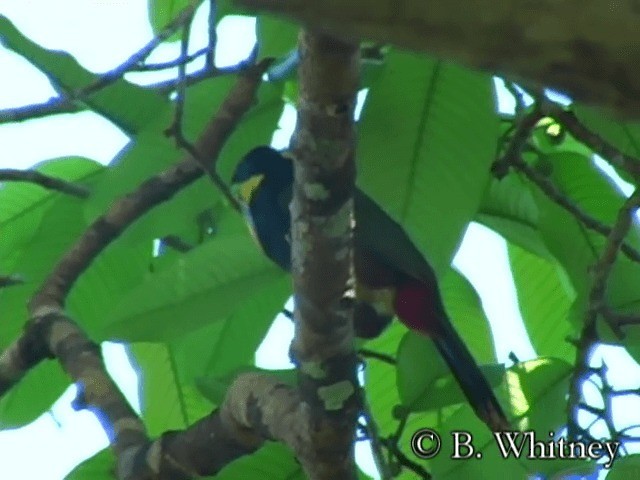 Gould's Toucanet - ML201314531