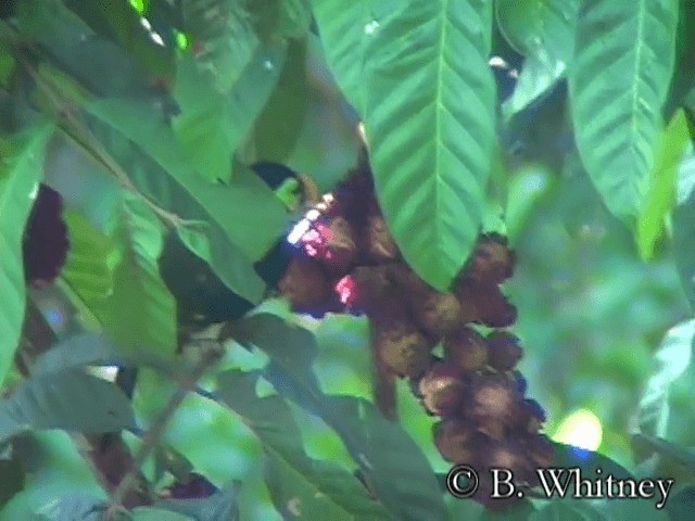 Gould's Toucanet - ML201314541