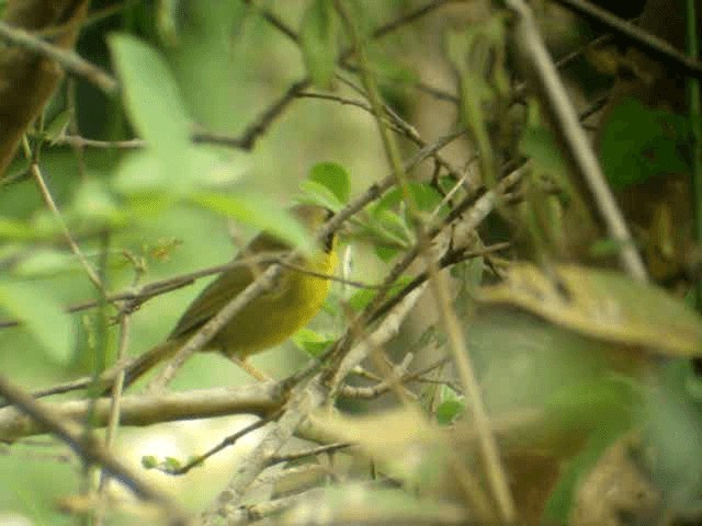 Hooded Yellowthroat - ML201314641