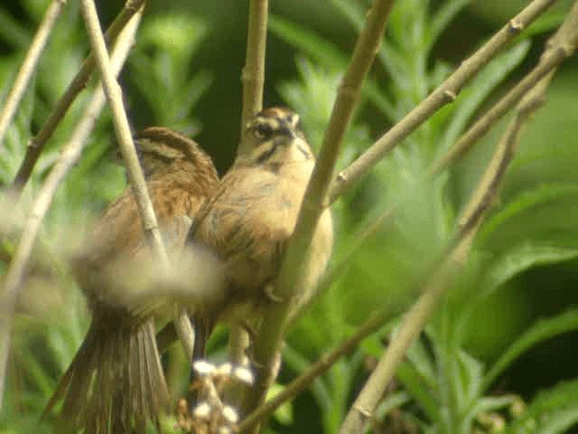 Rusty Sparrow - ML201314651