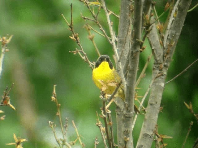 Hooded Yellowthroat - ML201314661