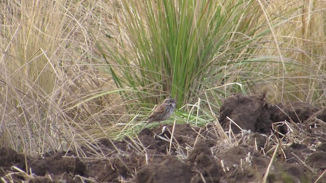 Sierra Madre Sparrow - ML201314671