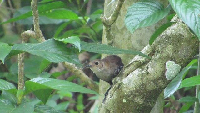 Nava's Wren - ML201314681