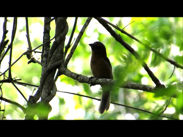 シコンコメワリ（concolor） - ML201314691