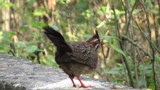 Long-tailed Wood-Partridge - ML201314711