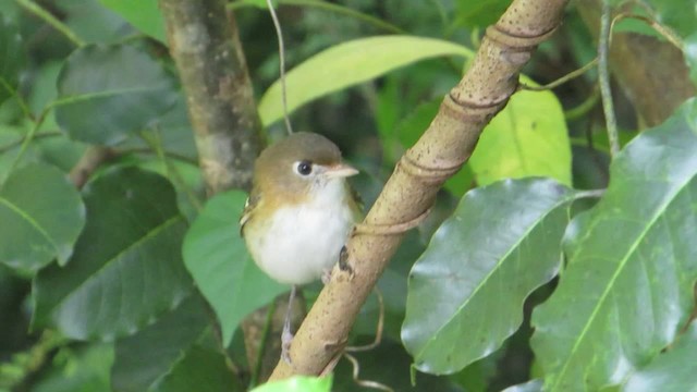 Vireo de Cozumel - ML201314751