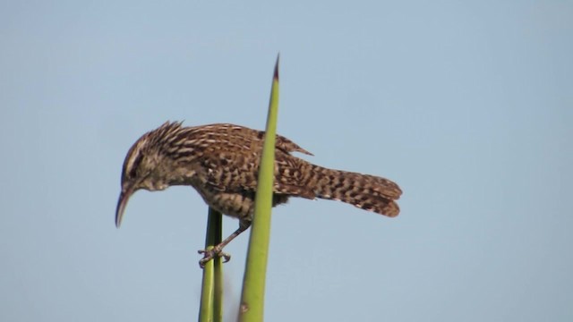 Yukatan Çıtkuşu - ML201314761