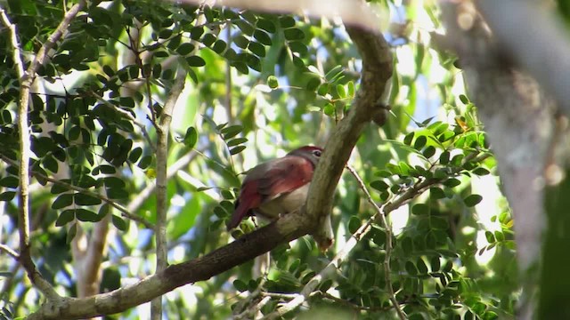 Rose-throated Tanager - ML201314781