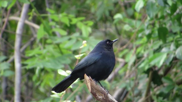 Black Catbird - ML201314791