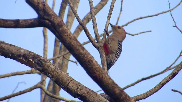 Yucatan Woodpecker - ML201314801