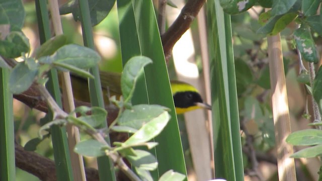 Altamira Yellowthroat - ML201314821