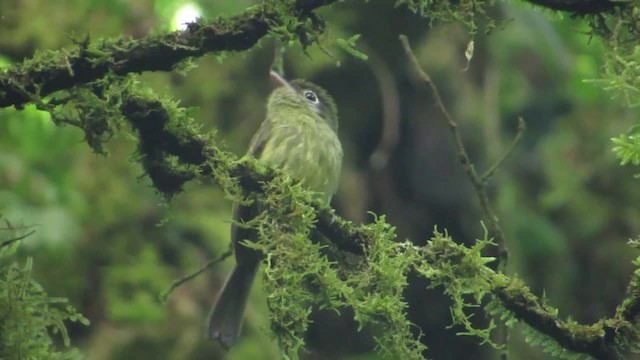 Eye-ringed Flatbill - ML201314851