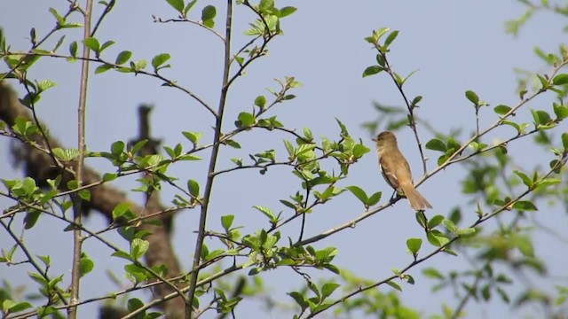 White-throated Flycatcher - ML201314871