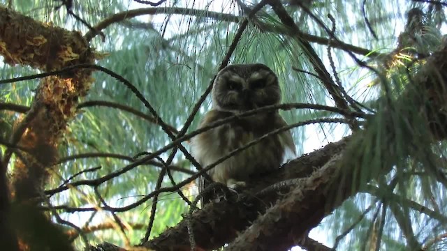 アメリカキンメフクロウ（acadicus） - ML201314971