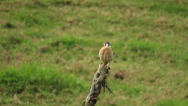 アメリカチョウゲンボウ（sparverius グループ） - ML201314991