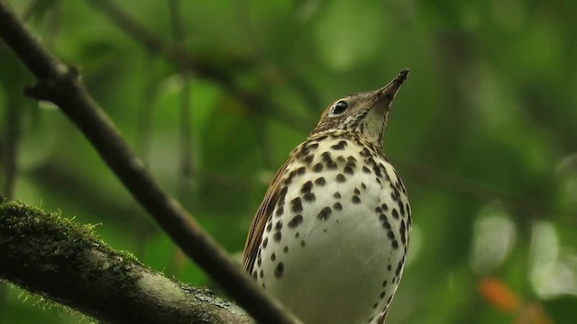 Wood Thrush - ML201315001