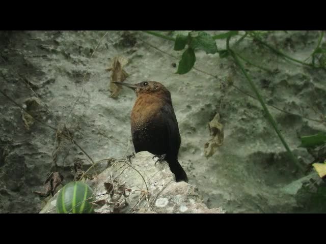 ハシナガミソサザイ - ML201315051