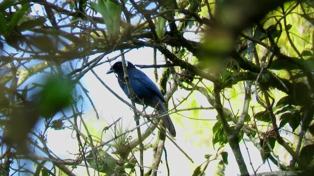 Azure-hooded Jay - ML201315061