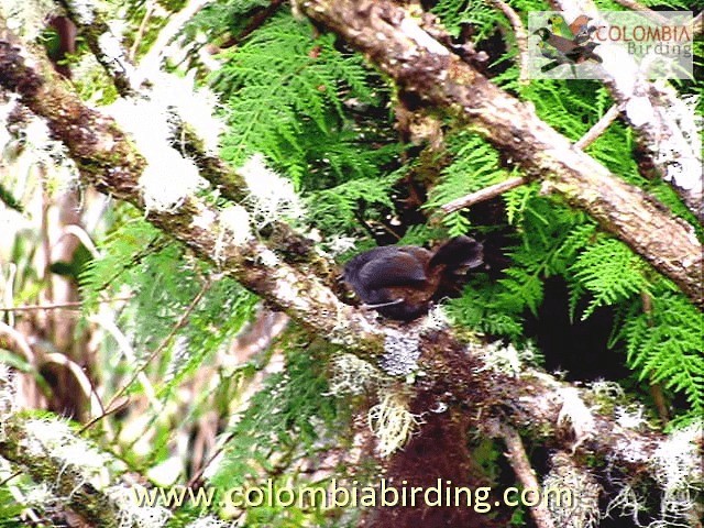 Paramo Tapaculo - ML201315111