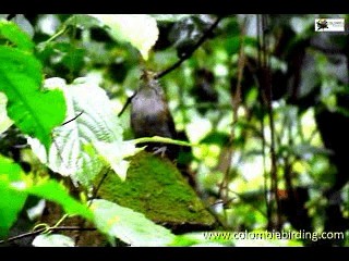 Niceforo's Wren - ML201315251