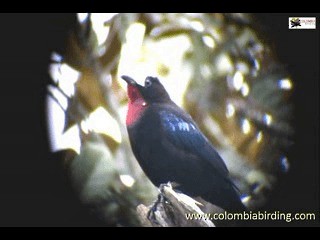 White-capped Tanager - ML201315291