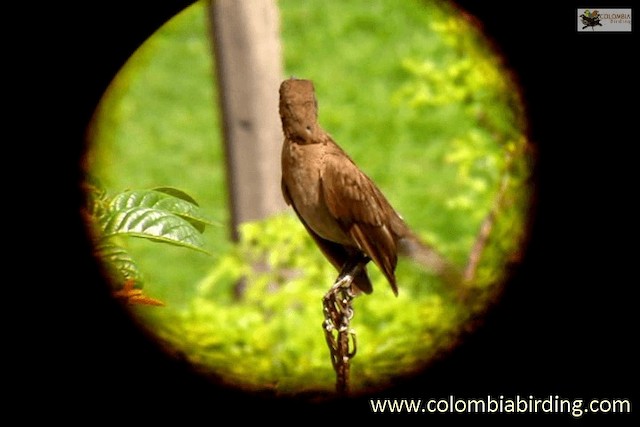 Black-billed Thrush (Drab) - ML201315301