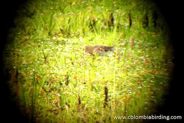 Noble Snipe - ML201315311