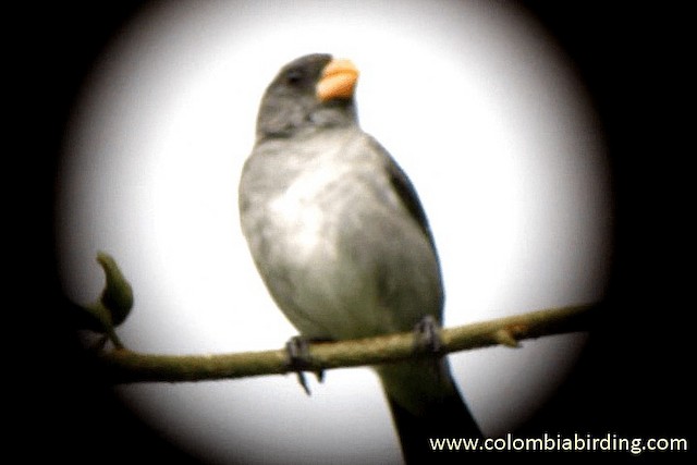 Gray Seedeater - ML201315321