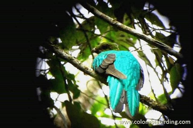 Golden-headed Quetzal - ML201315341