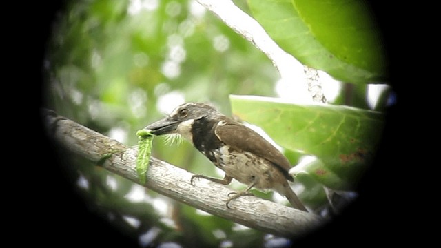 Sooty-capped Puffbird - ML201315371