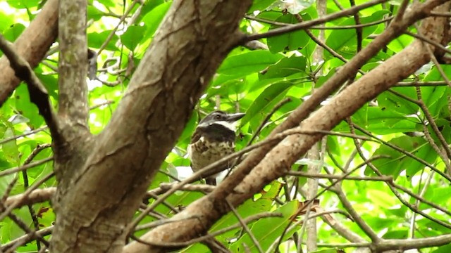 Sooty-capped Puffbird - ML201315381