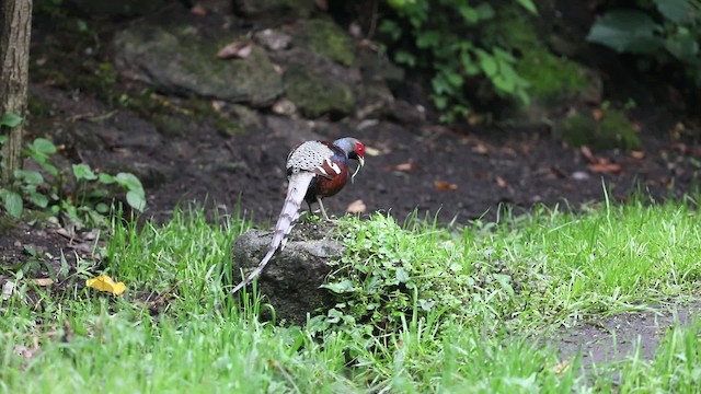 Mrs. Hume's Pheasant - ML201315401