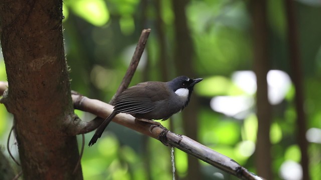 Black-throated Laughingthrush (Black-throated) - ML201315421