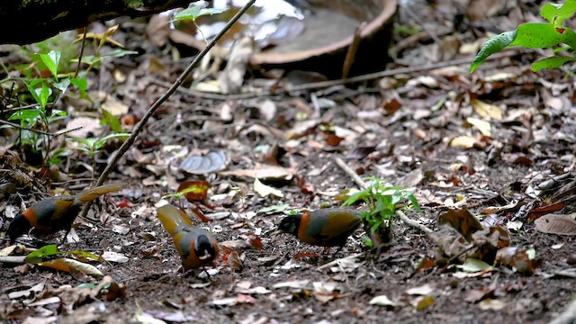 Collared Laughingthrush - ML201315451