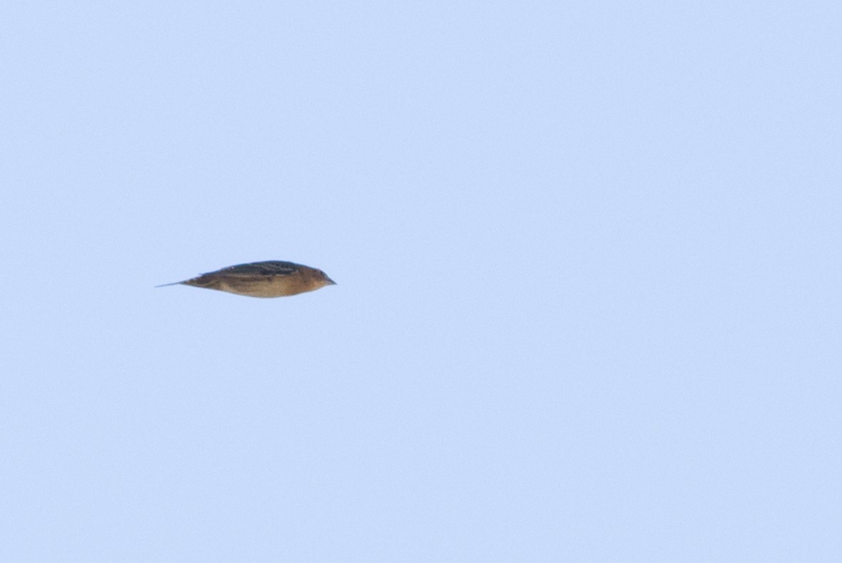 Bobolink - ML20131551