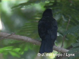 Cuban Blackbird - ML201315551