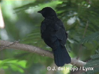 Cuban Blackbird - ML201315561
