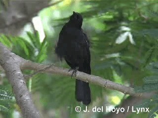 Cuban Blackbird - ML201315581