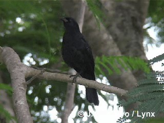 Cuban Blackbird - ML201315591